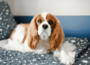 Kenapa Cavalier King Charles Spaniel Jadi Salah Satu Doggy Favorit Pecinta Hewan Kenapa Cavalier King Charles Spaniel Jadi Salah Satu Doggy Favorit Pecinta Hewan