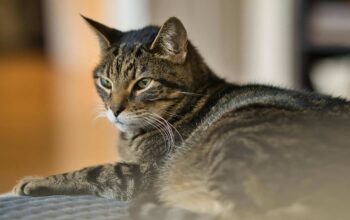 Mengenal Kucing Mujair, Kucing Lokal dengan Karakter Unik yang Banyak Disukai
