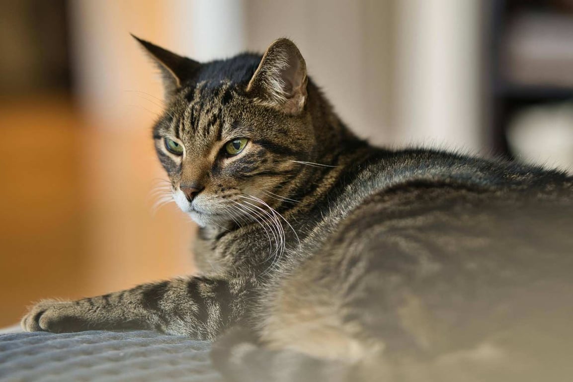 Mengenal Kucing Mujair, Kucing Lokal dengan Karakter Unik yang Banyak Disukai