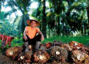 Di Tengah Gejolak Harga Sawit, Holding Perkebunan Nusantara Konsisten Serap TBS Petani Di Tengah Gejolak Harga Sawit, Holding Perkebunan Nusantara Konsisten Serap TBS Petani
