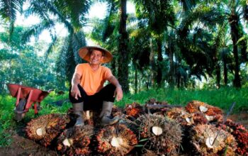 Di Tengah Gejolak Harga Sawit, Holding Perkebunan Nusantara Konsisten Serap TBS Petani Di Tengah Gejolak Harga Sawit, Holding Perkebunan Nusantara Konsisten Serap TBS Petani
